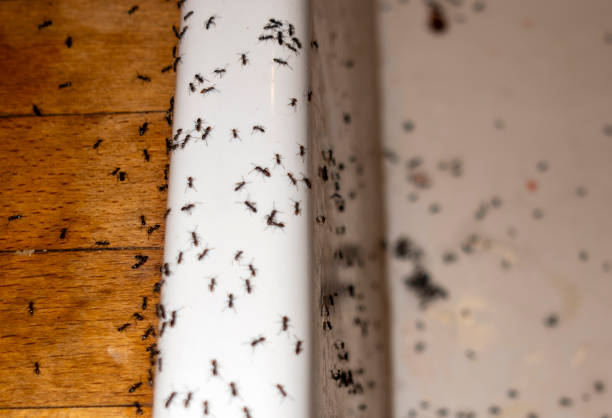 Best Best Pest Control Companies  in Burlington, VT
